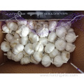 New Pure White Garlic Best Quality